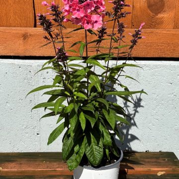 Phlox 'Garden Candy™ Coral Crème Drop', Size #1