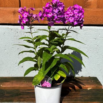 Phlox 'Garden Candy™ Grape Lollipop', Size #1