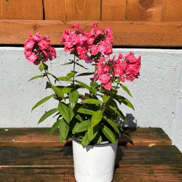 Phlox 'Garden Girls® Glamour Girl', Size #1