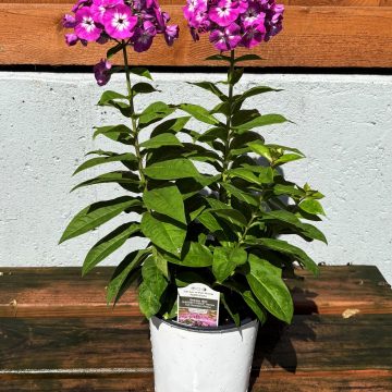 Phlox 'Garden Girls® Dream Girl', Size #1