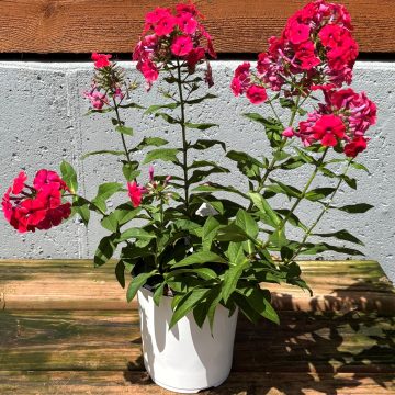 Phlox 'Red Riding Hood', Size #1