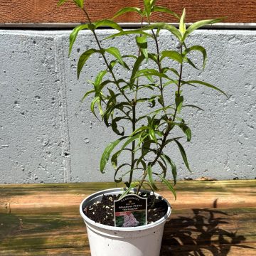 Phlox maculata ‘Natascha’, Size: 6" Pot