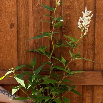 Persicaria polymorpha, Size #1