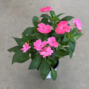 Impatiens SunPatiens® Compact Pink Flash - 4 1/3"