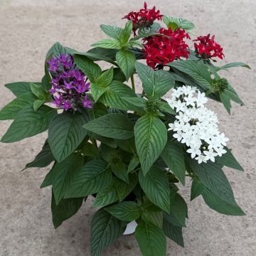 Pentas 'StreetArt™' Mix Red White Blue - 6" Pot