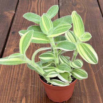 Tradescantia sillamontana - 4" Pot