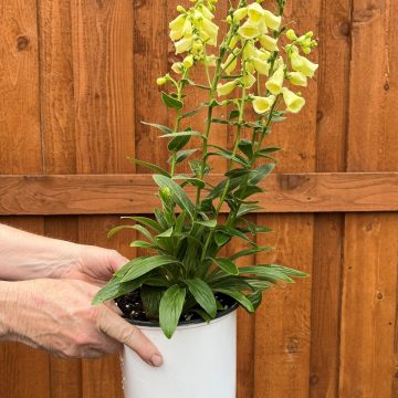 Digitalis ambigua - Size #1