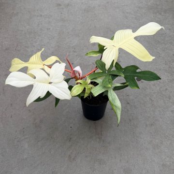 Philordenron 'Florida Ghost' - 6" Pot