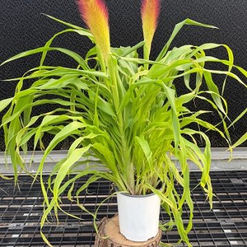 Millet 'Jade Princess' - Gallon Pot