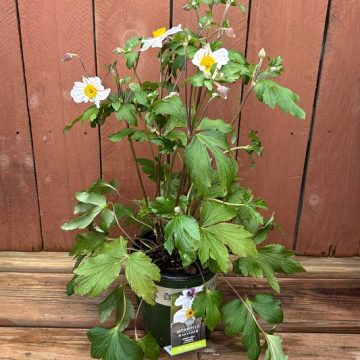 Anemone 'Dainty Swan', Size #1