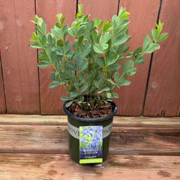 Baptisia australis, Size #1