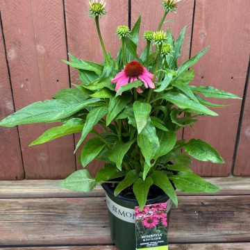 Echinacea 'SunMagic™ Double Lipstick', Size #1