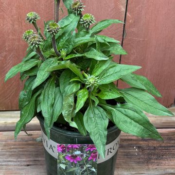 Echinacea 'SunMagic™ Double Raspberry', Size #1