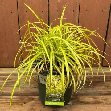 Scirpus pendula 'Stars and Stripes', Size #1