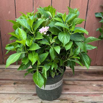 SEASIDE SERENADE® KITTY HAWK HYDRANGEA, SIZE #2