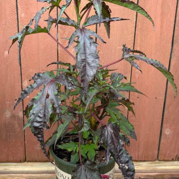 Hibiscus 'Carousel™ Red Wine', Size #2