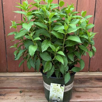 Skyfall Hydrangea, Size #2