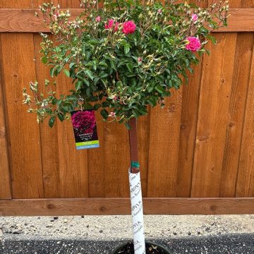 Nitty Gritty® Pink Rose, Size #5 Patio Tree