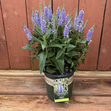 Veronica 'Candela Blue', Size #1