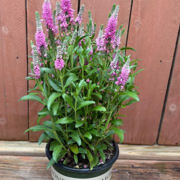 Veronica 'Candela Hot Pink', Size #1