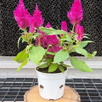 Celosia 'First Flame Purple' - 4 1/3" Pot