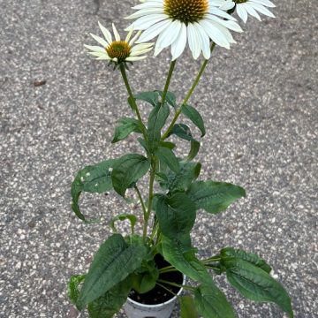 Echinacea 'PowWow® White' - 4 1/3" Pot