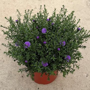 Aster, Fall Annual - 9" Pot