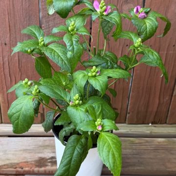 Chelone 'Hot Lips', Size #1