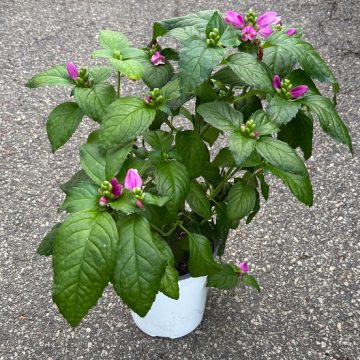 Chelone 'Hot Lips', Size #1