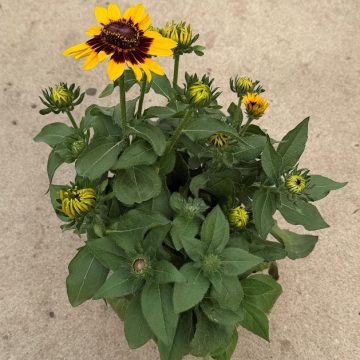 Rudbeckia 'Pawnee Spirit' - 7.5" Pot