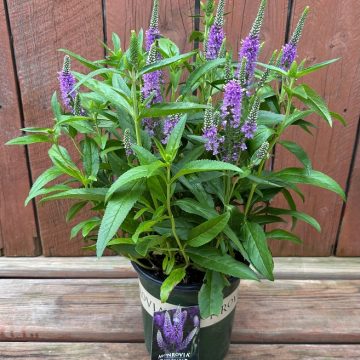 Veronica 'Skyward™ Lilac', Size #1