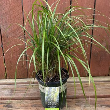 Calamagrostis brachytrica, Size #1