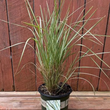 Calamagrostis hybrid 'Lightning Strike'', Size #1