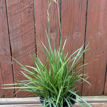 Festuca arundinacea 'Glow Sticks', Size #1