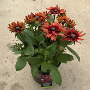 Sunbeckia® Scarlet Black-Eyed Susan - Size #1