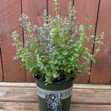 Nepeta 'Serene Lilac', Size #1