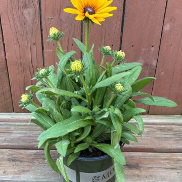Sunbeckia® Stella Black-Eyed Susan, Size #1
