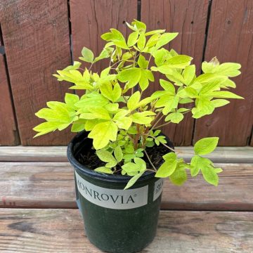 Dicentra 'Goldilocks™', Size #1