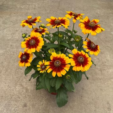 Rudbeckia 'SmileyZ™ Glowing' - 7.5" Pot