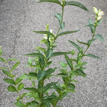 Chelone glabra, Size #1