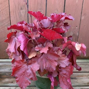 Heuchera 'Rosewood', Size #1