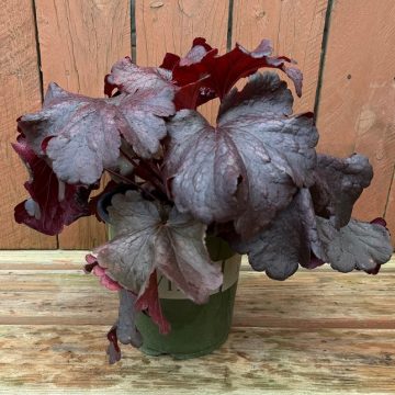 Heuchera 'Rosewood', Size #1