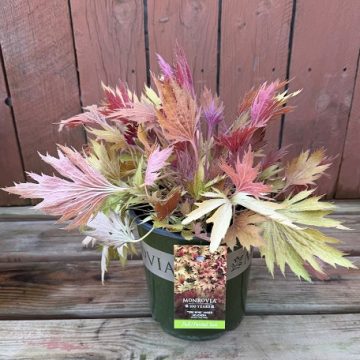 Heuchera 'FYRE WING™ Amber', Size #1