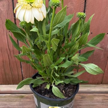 Echinacea 'Fried Egg', Size #1