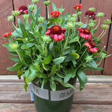 Gaillardia 'Guapa Red', Size #1