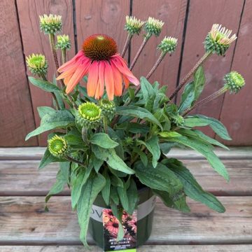 Echinacea 'Revelation® Monarch', Size #1