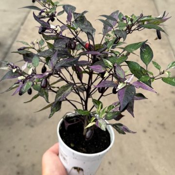 Ornamental Pepper 'Calico' - 4 1/3" Pot