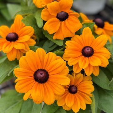 Rudbeckia 'Claire™ Orange' - 6" Pot