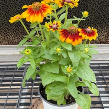 Rudbeckia 'Toto® Rustic' - 6" Pot