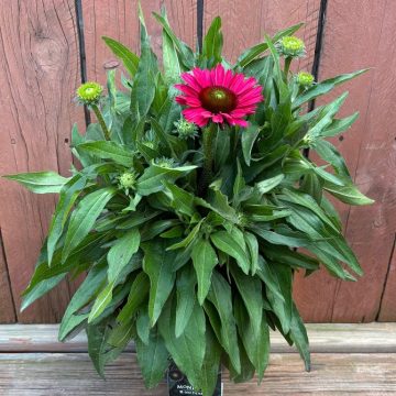 Echinacea 'SunMagic™ Cerise', Size #1